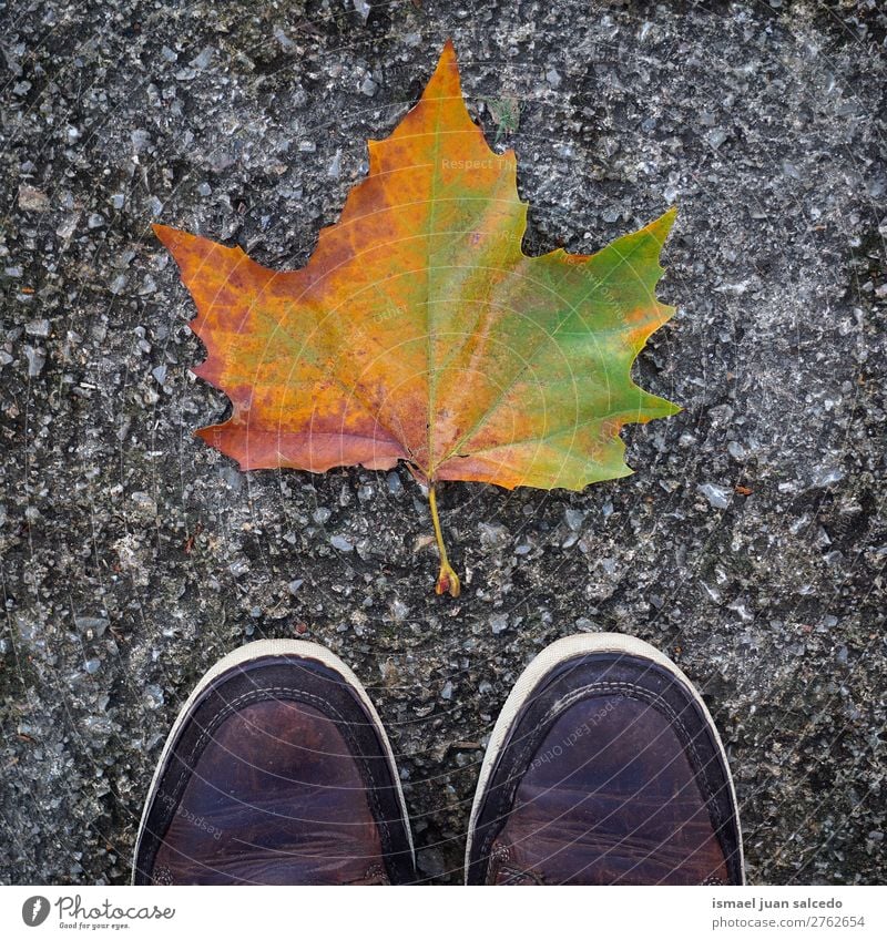 Blatt und Schuhe braun Natur abstrakt Konsistenz Außenaufnahme Hintergrund Beautyfotografie Zerbrechlichkeit Herbst fallen Winter