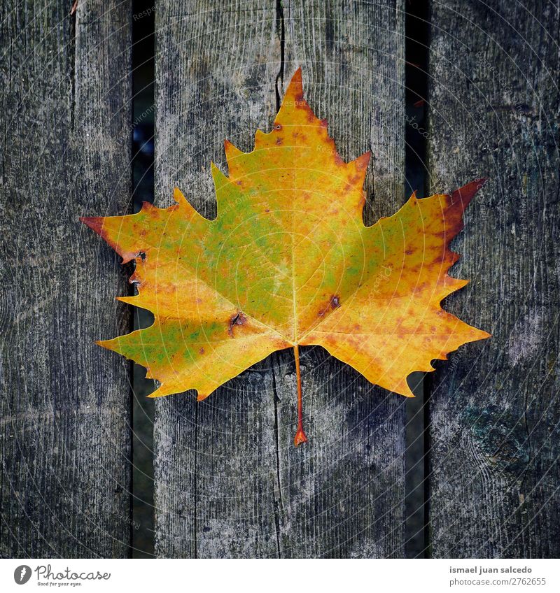 gelbes Blatt in der Tabelle Natur abstrakt Konsistenz Außenaufnahme Hintergrund Beautyfotografie Zerbrechlichkeit Herbst fallen Winter