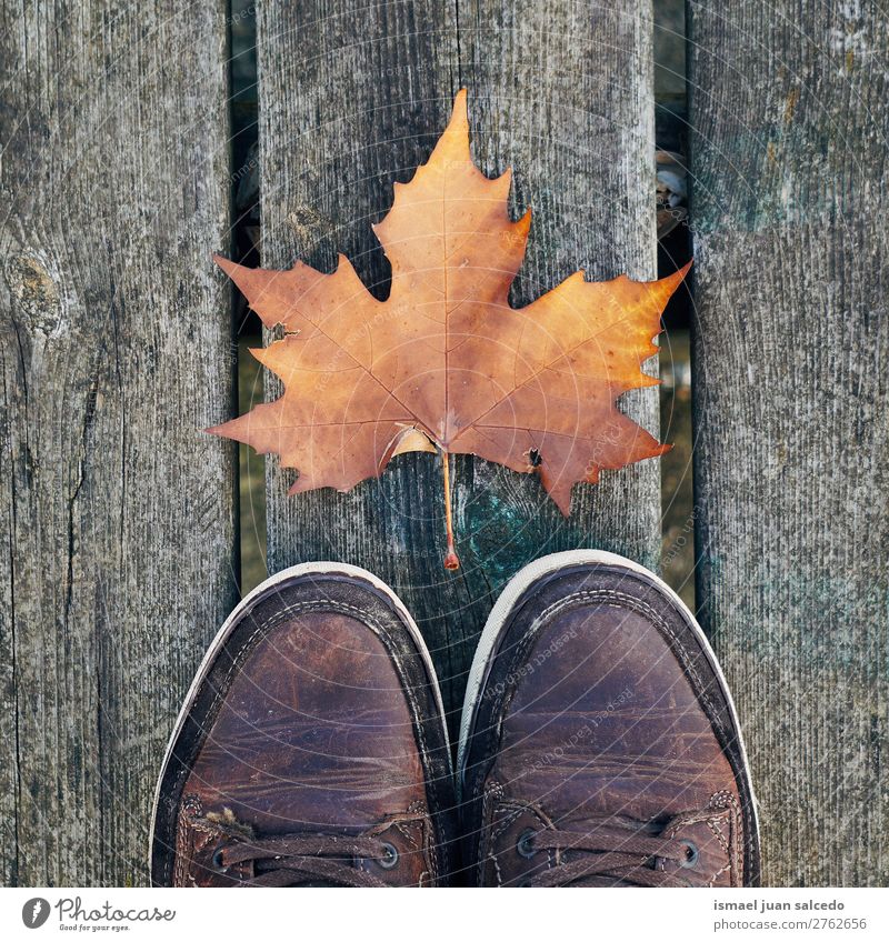 braunes Blatt und Schuhe Natur abstrakt Konsistenz Außenaufnahme Hintergrund Beautyfotografie Zerbrechlichkeit Herbst fallen Winter