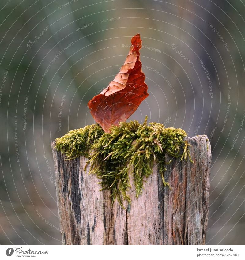 braunes Blatt im Stamm Natur abstrakt Konsistenz Außenaufnahme Hintergrund Beautyfotografie Zerbrechlichkeit Herbst fallen Winter