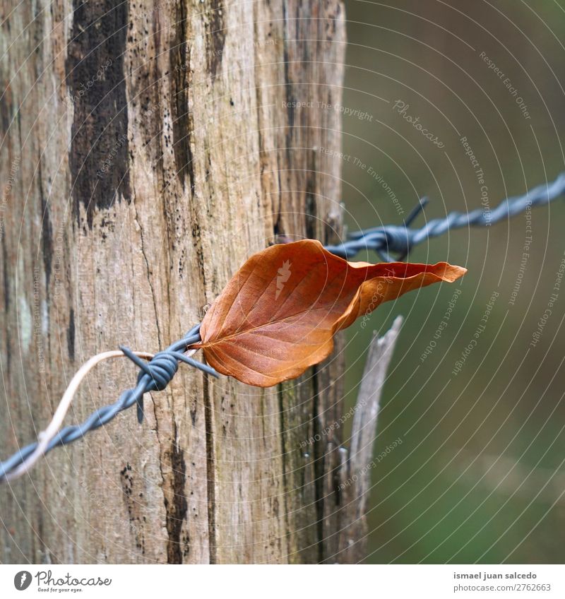 braunes Blatt in der Natur abstrakt Konsistenz Außenaufnahme Hintergrund Beautyfotografie Zerbrechlichkeit Herbst fallen Winter