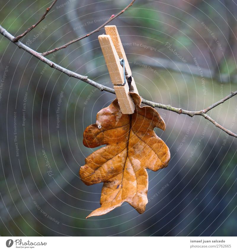 braunes Blatt und Wäscheklammer Natur abstrakt Konsistenz Außenaufnahme Hintergrund Beautyfotografie Zerbrechlichkeit Herbst fallen Winter Wäscheklammern