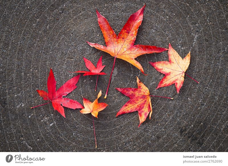 rote Blätter auf dem Boden Blatt Natur abstrakt Konsistenz Außenaufnahme Hintergrund Beautyfotografie Zerbrechlichkeit Herbst fallen Winter