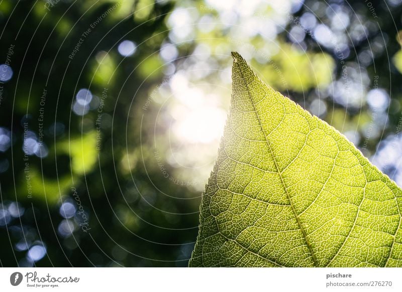 Green Natur Sonne Sommer Schönes Wetter Pflanze Blatt Wald natürlich grün Farbfoto Außenaufnahme Nahaufnahme Detailaufnahme Makroaufnahme Textfreiraum links Tag