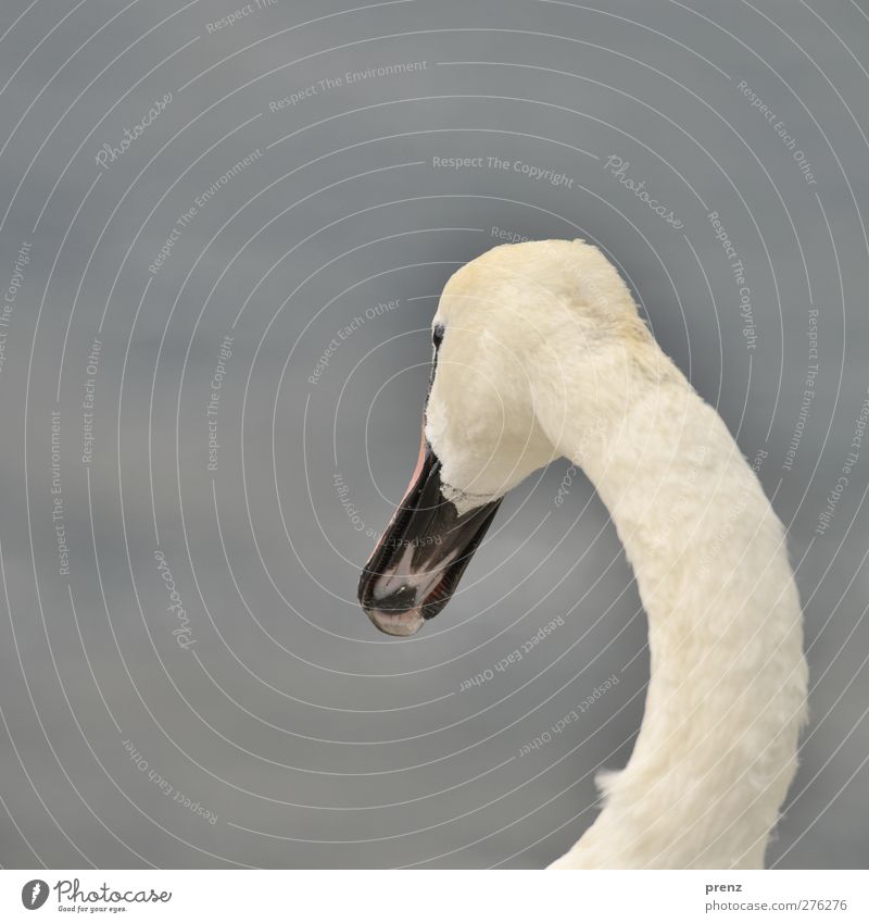 Schwan Umwelt Natur Tier Wildtier 1 grau weiß Vogel Hals Kopf Schnabel Bogen Farbfoto Außenaufnahme Menschenleer Textfreiraum links Hintergrund neutral Tag