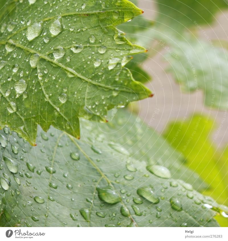 von zwei Seiten betrachtet... Umwelt Natur Pflanze Wassertropfen Sommer schlechtes Wetter Regen Blatt Nutzpflanze Wein Weinblatt Garten Wachstum ästhetisch