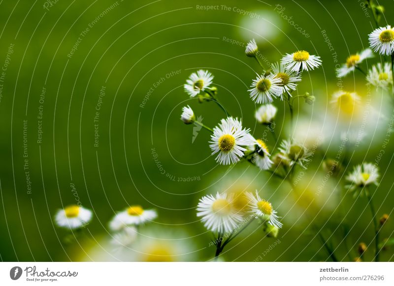 Blümli Lifestyle Stil exotisch Wohlgefühl Zufriedenheit Erholung ruhig Meditation Duft Freizeit & Hobby Sommer Garten Umwelt Natur Pflanze Klima Wetter