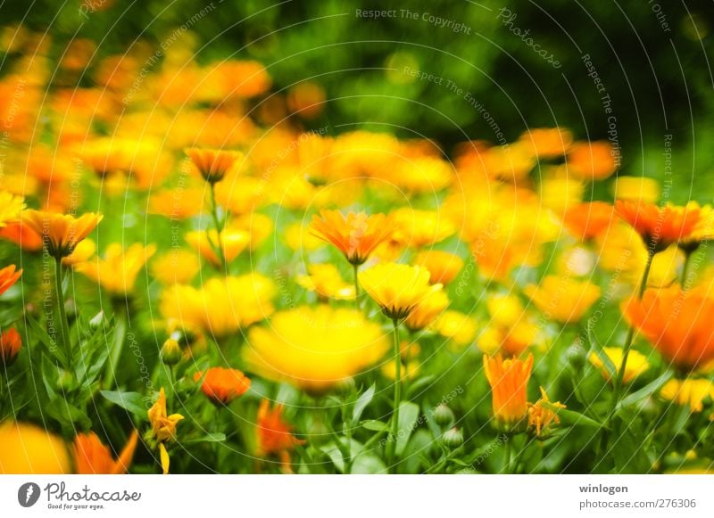 Supper colours Umwelt Natur Pflanze Frühling Sommer Herbst Blume Blatt Blüte Wildpflanze exotisch Garten Park Wiese ästhetisch Duft einfach Fröhlichkeit frisch