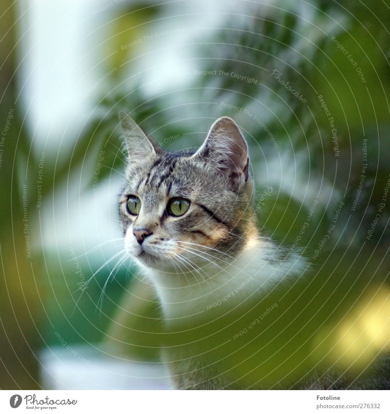 Monty Umwelt Natur Pflanze Tier Sommer Baum Sträucher Blatt Garten Haustier Katze Tiergesicht Fell 1 hell natürlich schön weich grau grün weiß Katzenauge Ohr