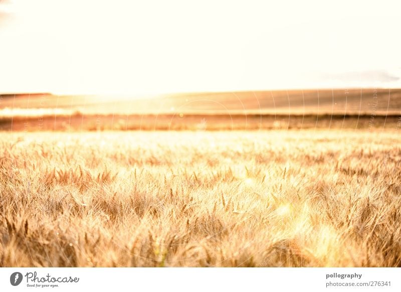 feel the nature (I) Ausflug Ferne Freiheit Sommer Natur Landschaft Pflanze Himmel Wolkenloser Himmel Horizont Sonne Herbst Schönes Wetter Nutzpflanze Getreide