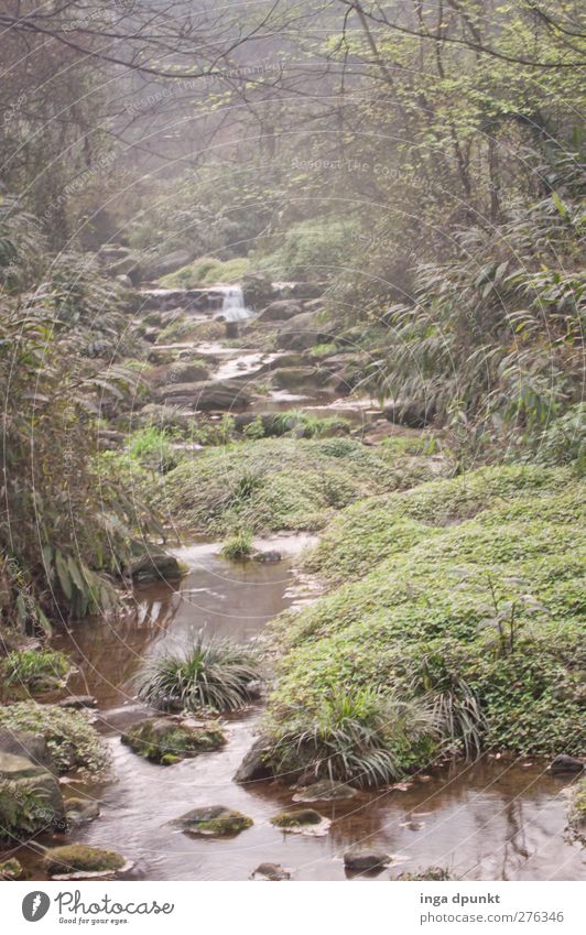 früh Morgens Umwelt Natur Landschaft Pflanze Luft Wasser Frühling Klima schlechtes Wetter Nebel Gras Wald Urwald Flussufer Bach Wasserfall China Sichuan