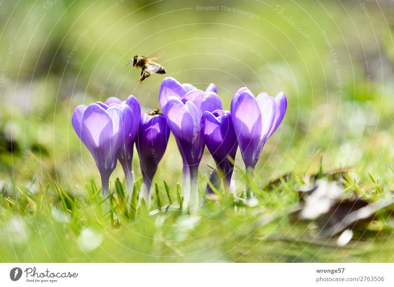 Krokusse mit Biene Natur Pflanze Tier Frühling Schönes Wetter Blume Gras Garten Park Wiese Nutztier Wildtier 1 fliegen nah grün violett Frühlingsgefühle