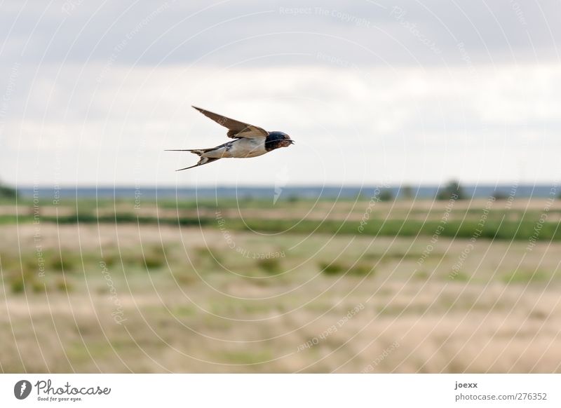 Tiefflieger Natur Landschaft Himmel Horizont Sommer Feld Vogel 1 Tier fliegen braun grau grün schwarz Schwalben Farbfoto Gedeckte Farben Außenaufnahme