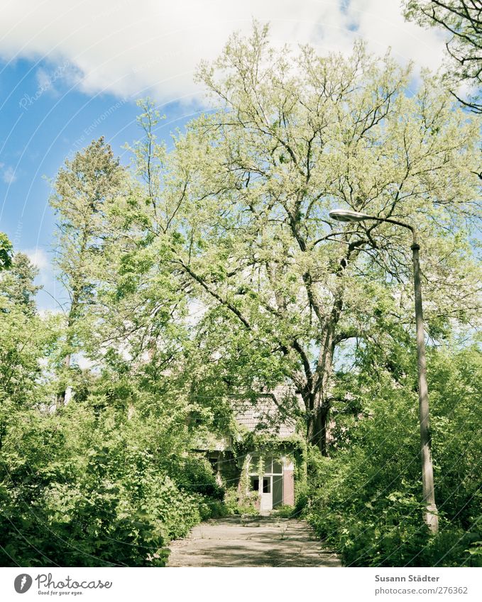 AST5 | Immobilie im Grünen Natur Pflanze Sommer Baum Wildpflanze Garten Park Wald Urwald grün bewachsen Laterne verwachsen urig Unbewohnt Einfahrt Grüner Daumen