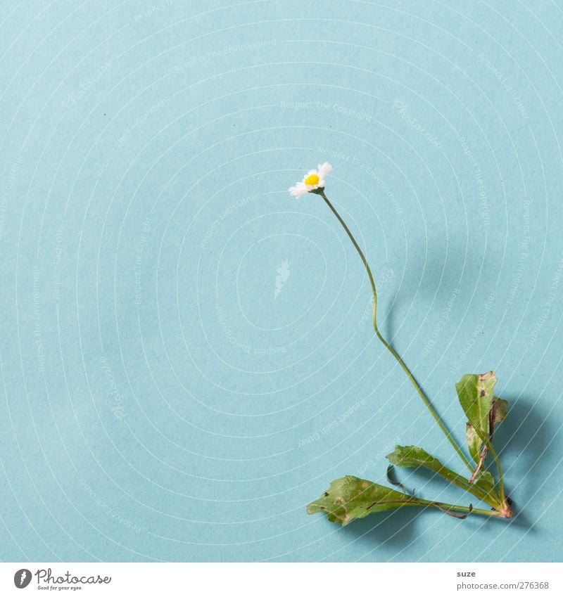 Daisy im Sommerkleid Natur Pflanze Blume Blatt Blüte liegen klein niedlich blau Gänseblümchen Biologie Stengel Botanik pflanzlich Pflanzenteile entwurzelt