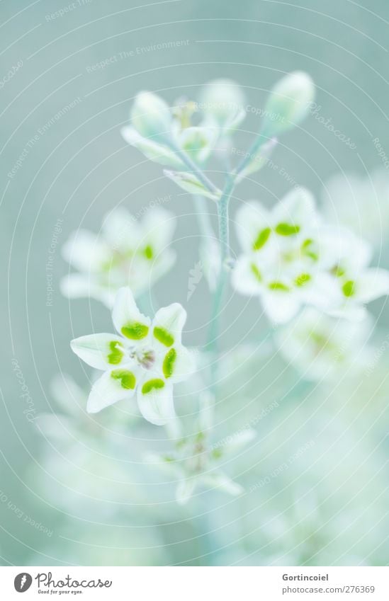 Grünweiß Umwelt Natur Pflanze Blume Blüte grün Blütenknospen Blütenblatt Dekoration & Verzierung schön Farbfoto Gedeckte Farben Nahaufnahme Detailaufnahme