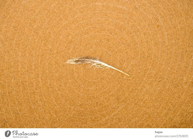 Feder am Strand Natur Sand Vogel weich braun Vogelfeder Sandstrand Möwenfeder zerzaust verloren mittig fein Textfreiraum Tierfeder Farbfoto Außenaufnahme