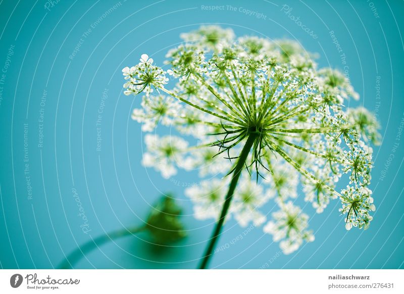 Aegopodium podagraria Umwelt Natur Pflanze Himmel Sommer Blume Blüte Grünpflanze Wildpflanze Blühend Wachstum blau grün Frühlingsgefühle Reinheit Duft Erholung