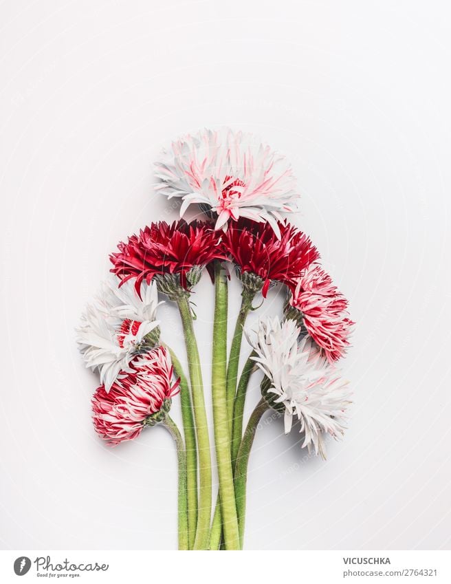 Gerbera Blumen Bündel auf weiß Stil Design Sommer Dekoration & Verzierung Feste & Feiern Valentinstag Muttertag Geburtstag Natur Pflanze Baum Blumenstrauß Liebe