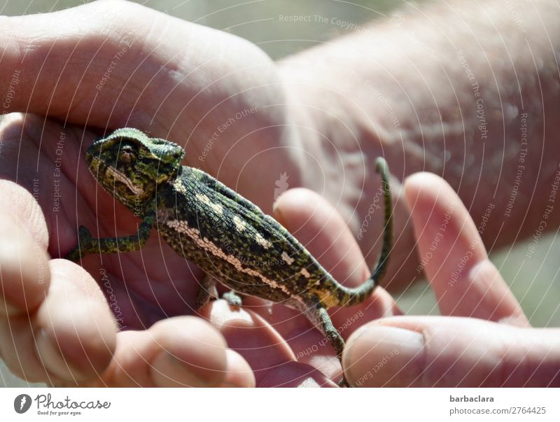 Zutrauliches kleines Chamäleon Hand Wildtier 1 Tier krabbeln laufen tragen exotisch Neugier grün Gefühle Tierliebe Bewegung Freiheit Freude Klima Natur Umwelt