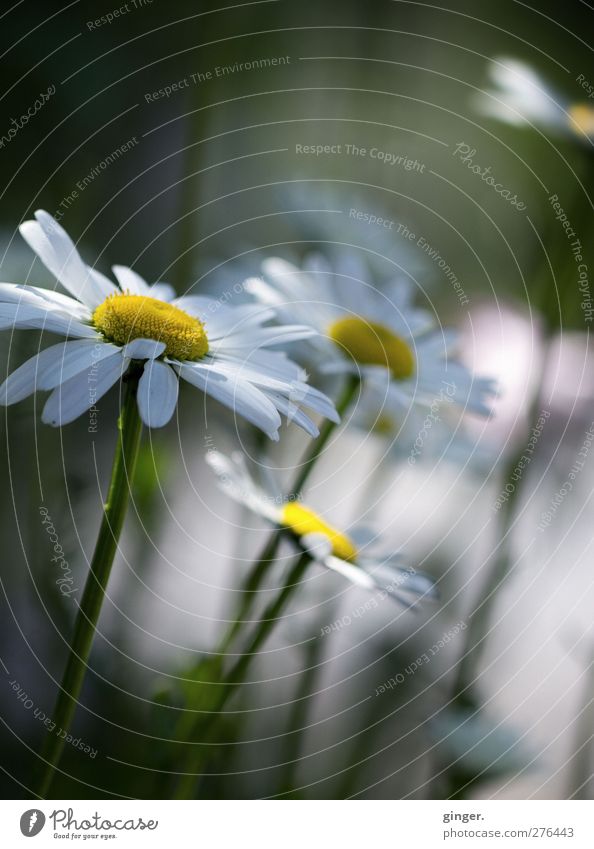 Sommerlaune Umwelt Natur Pflanze Frühling Schönes Wetter Blume Wildpflanze Zusammensein schön weiß grün Schatten Schattenspiel Blütenblatt Margerite Wachstum