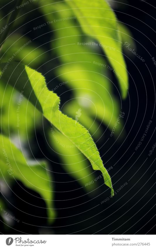 Grünflecken Garten Umwelt Natur Pflanze Blatt Sommerflieder ästhetisch einfach grün schwarz Gefühle Zufriedenheit Farbfoto Außenaufnahme Menschenleer