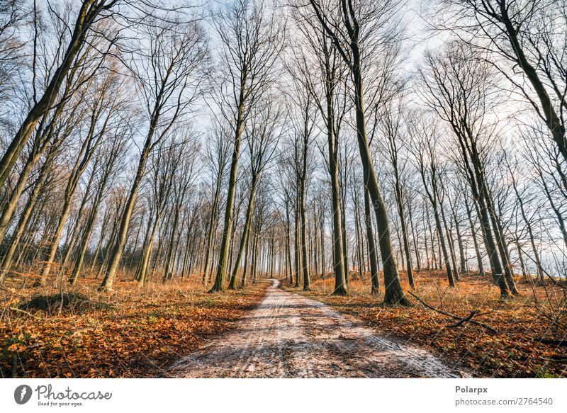 Kurvenreiche Straße in einem Wald mit hohen Bäumen schön Ferien & Urlaub & Reisen Umwelt Natur Landschaft Erde Herbst Baum Blatt Park Wege & Pfade Linie