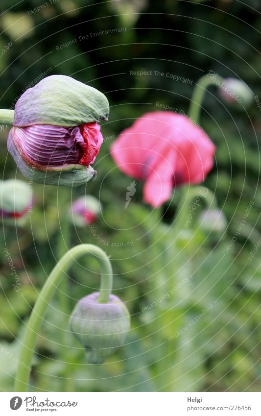 Schlafmohn Umwelt Natur Pflanze Sommer Blume Blatt Blüte Mohn Mohnblüte Blütenknospen Garten Blühend Wachstum ästhetisch außergewöhnlich schön natürlich grün