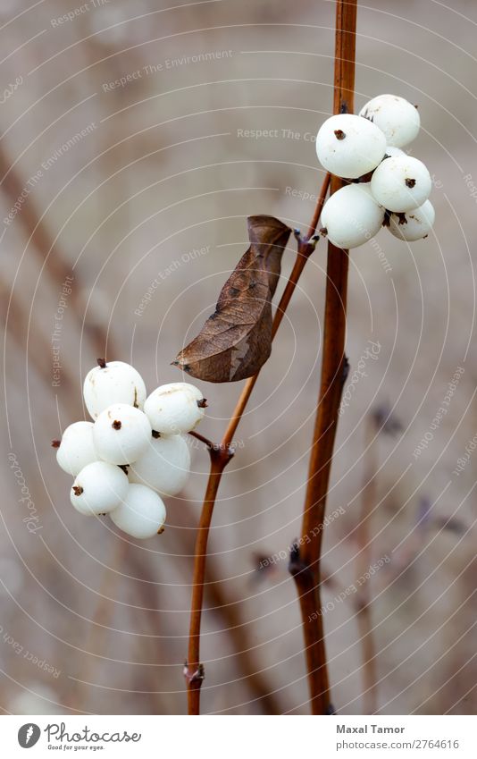 Snowberry Fruit im Winter Frucht Umwelt Natur Pflanze Herbst frisch natürlich weiß symphoricarpos Symphoricarpos albus Albus Hintergrund Beeren botanisch