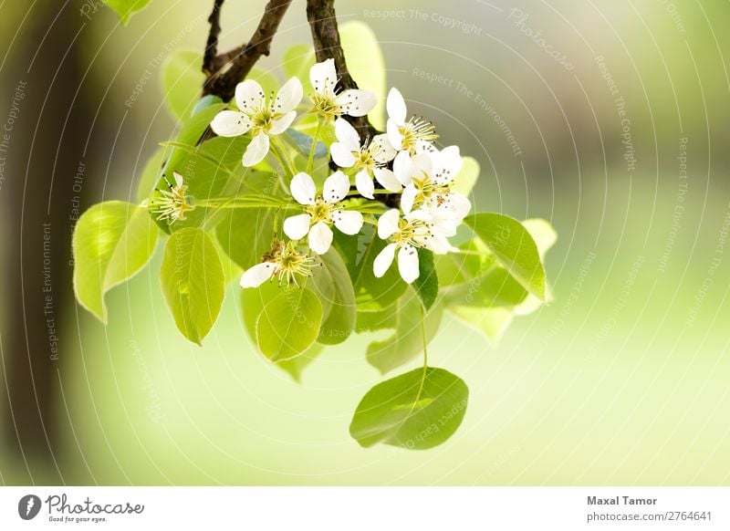 Kirsch- oder Apfelblüten schön Garten Natur Pflanze Frühling Baum Blume Blatt Blüte Blühend Wachstum frisch hell natürlich weich grün weiß Beautyfotografie