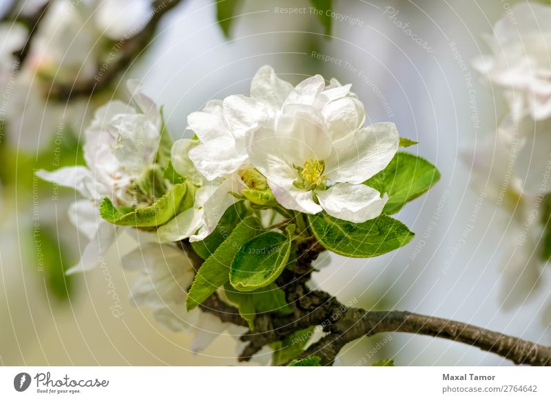 Apfelbaumblüten schön Garten Natur Pflanze Frühling Baum Blume Blatt Blüte Blühend frisch hell natürlich weich grün weiß Beautyfotografie Überstrahlung Ast