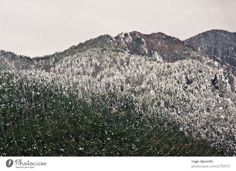 Schneegrenze Umwelt Natur Landschaft Winter Klima Wetter schlechtes Wetter Pflanze Baum Wald Berge u. Gebirge Gipfel Schneebedeckte Gipfel China Yunnan Himalaya