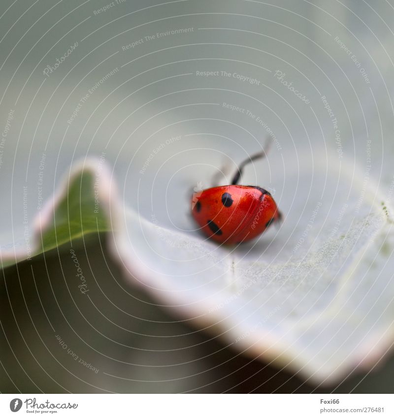 Außer Balance Natur Sommer Blatt Wiese Wildtier Käfer Flügel Marienkäfer 1 Tier lustig natürlich niedlich blau grün rot Begeisterung Erfolg Tierliebe Bewegung