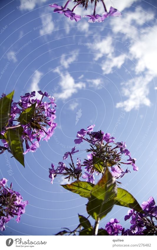 Blümchen Umwelt Natur Pflanze Himmel Wolken Sommer Blume Blatt Blüte Grünpflanze Garten Park Duft frisch schön blau grün violett Frühlingsgefühle Idylle