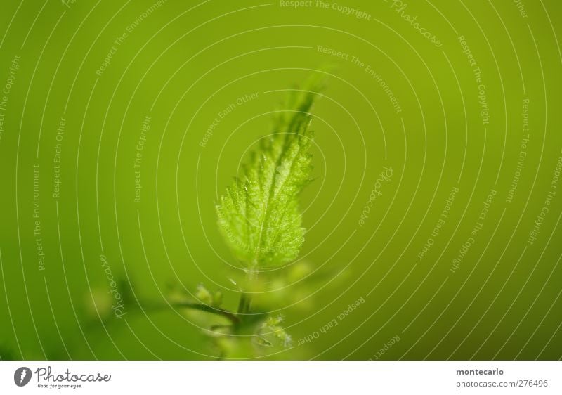 Urtica Umwelt Natur Pflanze Sommer Sträucher Blatt Grünpflanze Wildpflanze Brennnessel Wald authentisch einfach wild grün Farbfoto Gedeckte Farben Außenaufnahme