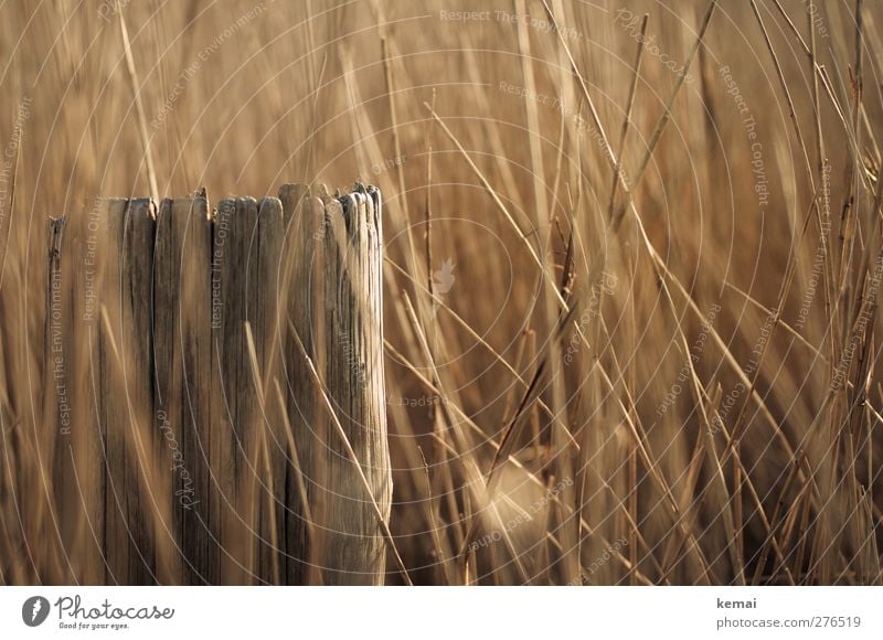 Hiddensee | Reet Umwelt Natur Sommer Pflanze Nutzpflanze Riedgras Stroh Pfosten Holz Wachstum Wärme Warmherzigkeit glänzend Farbfoto Gedeckte Farben