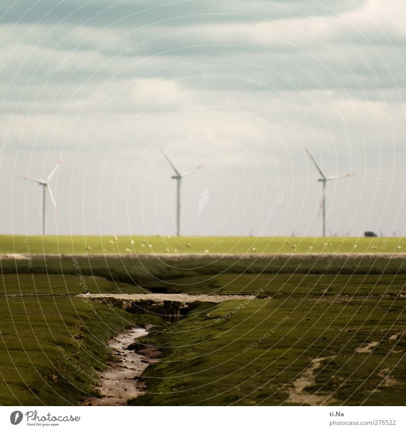 die drei Wächter des Windes Landschaft Frühling Sommer Küste Helmsand Dithmarschen Schleswig-Holstein Weltnaturerbe Wattenmeer Deichvorland Schaf Schafherde