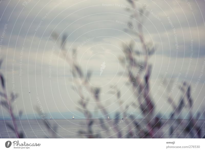 Konstanz Umwelt Natur Wasser Himmel Wolken schlechtes Wetter Pflanze Sträucher See blau Horizont Bodensee Farbfoto Gedeckte Farben Außenaufnahme Menschenleer