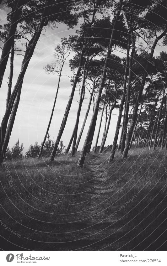 windschief Umwelt Natur Landschaft Baum Gras Wald ästhetisch Märchenwald Kiefer Wege & Pfade Ostsee Schatten dunkel Neigung einzigartig interessant