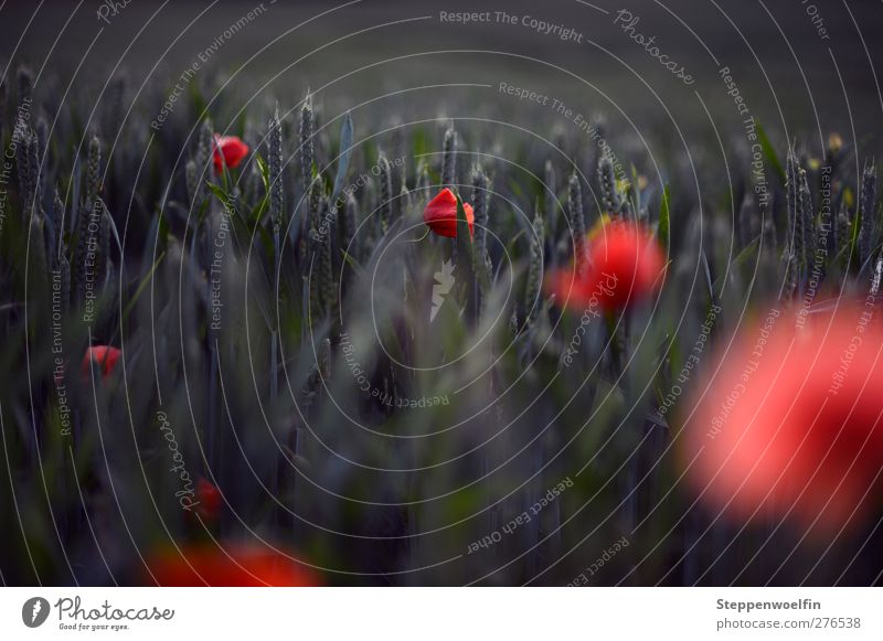 red dots Natur Landschaft Pflanze Frühling Sommer Blume Blüte Nutzpflanze Wildpflanze Stadtrand Menschenleer Blühend genießen Wachstum ästhetisch Unendlichkeit