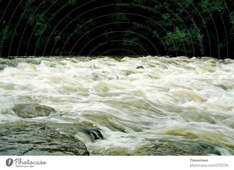 Grünwasser Ferien & Urlaub & Reisen Umwelt Natur Pflanze Wasser Fluss Stein frisch natürlich Geschwindigkeit grün schwarz weiß Gefühle Bewegung Bodensee Argen