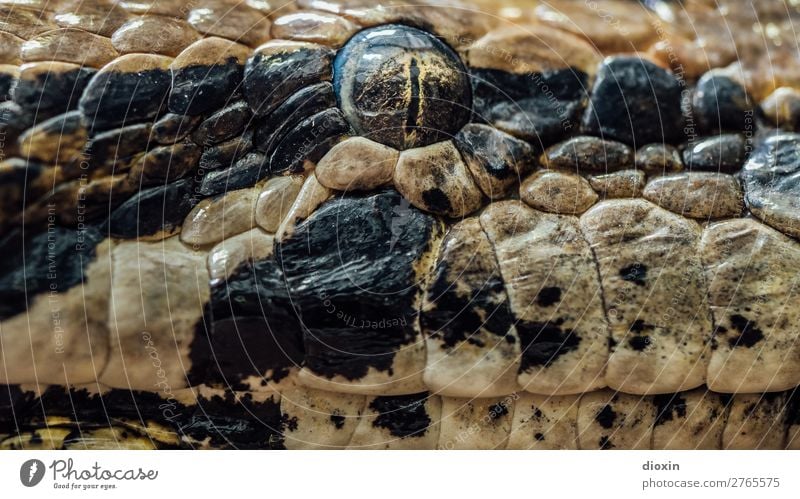 thunder lizard, stony eye Tier Wildtier Schlange Tiergesicht Schlangenauge Reptil Terrarium Auge 1 beobachten Blick bedrohlich exotisch natürlich Wachsamkeit