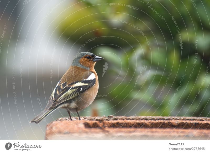 Spatz Umwelt Natur Tier Luft Garten Wildtier Vogel Flügel 1 klein singen Freiheit Vogelfutter Stadtbewohner Nest Farbfoto Außenaufnahme Nahaufnahme Menschenleer