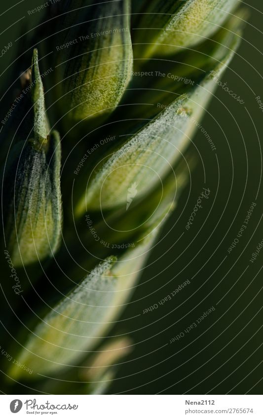 weizen Getreide Landwirtschaft Forstwirtschaft Natur Pflanze Nutzpflanze grün Weizen Lebensmittel Feld Farbfoto Außenaufnahme Nahaufnahme Detailaufnahme