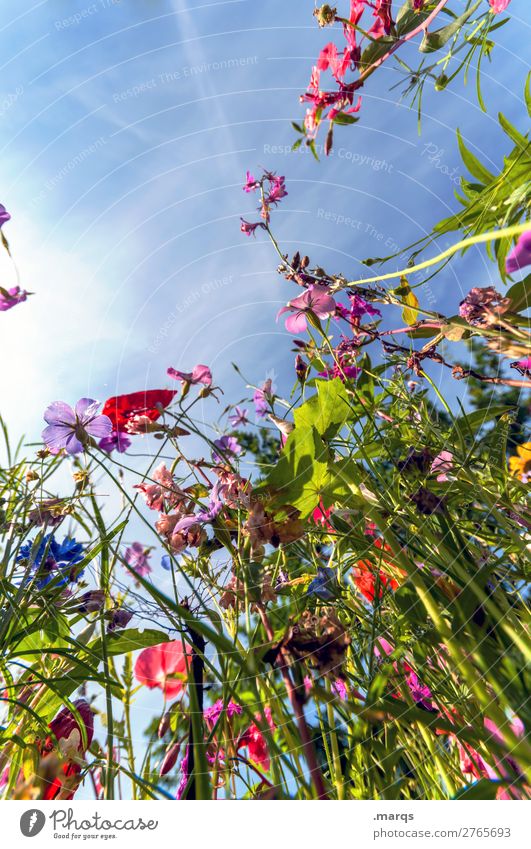 Wildblumen Umwelt Natur Pflanze Wolkenloser Himmel Sommer Blume Wildpflanze Wiesenblume Blühend schön Stimmung nachhaltig Farbfoto mehrfarbig Außenaufnahme