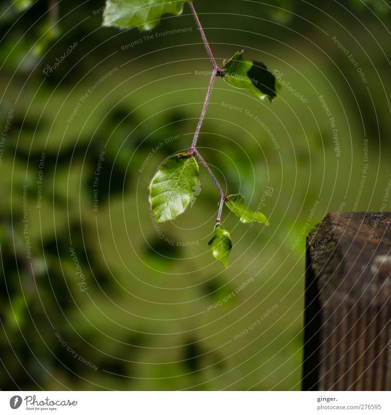 Hallo Vollpfosten, wie geht's? Umwelt Natur Pflanze Sträucher Blatt Grünpflanze Garten glänzend grün Zickzack Pfosten frisch entfalten Wachstum hängen Farbfoto