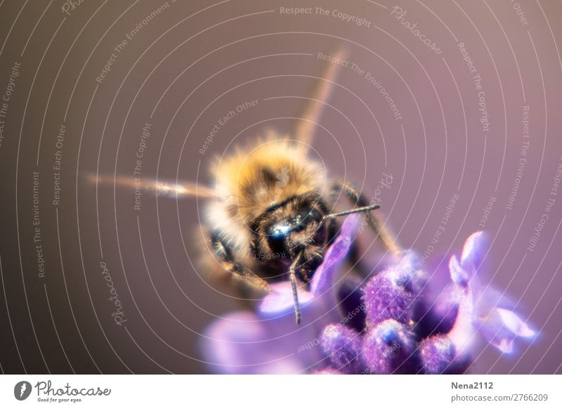 biene Natur Tier Luft Frühling Sommer Schönes Wetter Blume Blüte Nutzpflanze Wildpflanze Biene Duft violett Insekt Lavendel lilas Brummen Nektar sommerlich