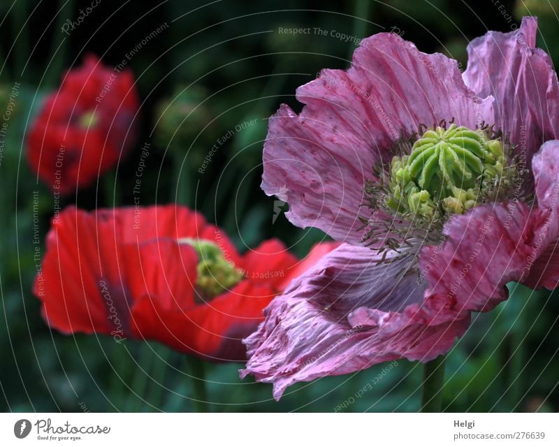 Schlafmohnblüten Umwelt Natur Pflanze Sommer Schönes Wetter Blume Blüte Mohn Mohnblüte Garten Blühend Wachstum ästhetisch außergewöhnlich schön natürlich grün