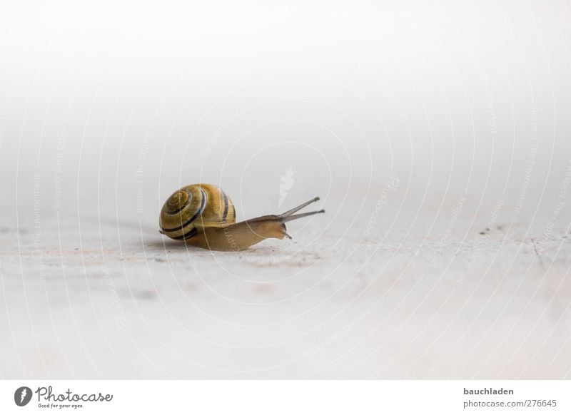 Schnecke Natur Tier Wildtier 1 schleimig gelb Farbfoto Außenaufnahme Textfreiraum rechts Hintergrund neutral Tag Sonnenlicht High Key Schwache Tiefenschärfe