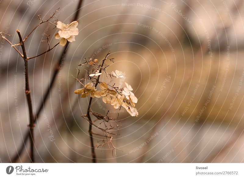 trockene Blätter, Winter schön Garten Natur Pflanze Frühling Baum Blume Blatt Blüte Park Straße niedlich blau braun rosa weiß Gelassenheit ruhig Tod Gefühle